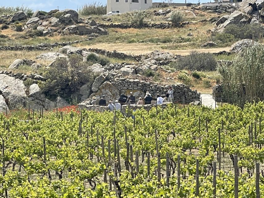 Naxos: Private Vineyard Tour & Wine Tasting With an Expert - Detailed Itinerary