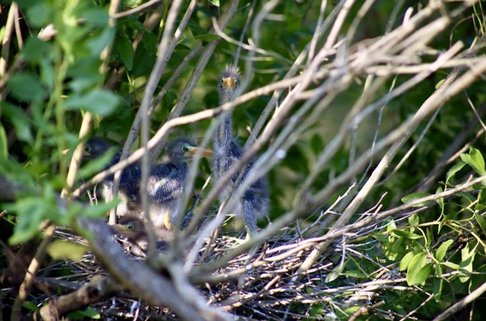 New Orleans: Swamp Tour on Covered Pontoon Boat - Wildlife Sightings