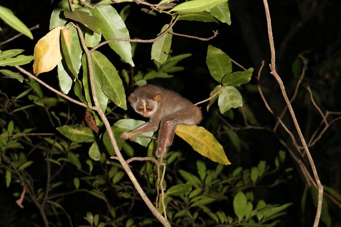Night Hike to See Elusive & Rare Loris in Sigiriya - What to Expect