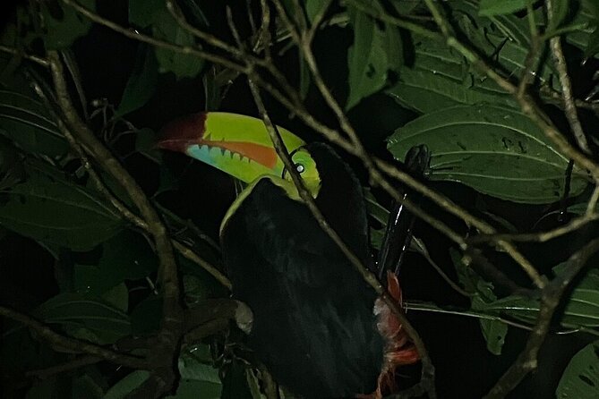 Night Tour in Monteverde Tropical Forest - Guest Reviews and Feedback