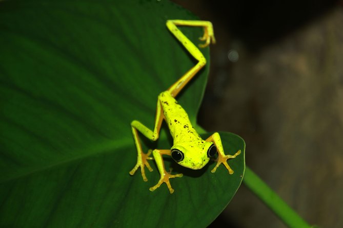 Night Walk Experience at Natura Eco Park, (Frogs Snakes Mammals Insects Birds) - What to Expect on the Trail