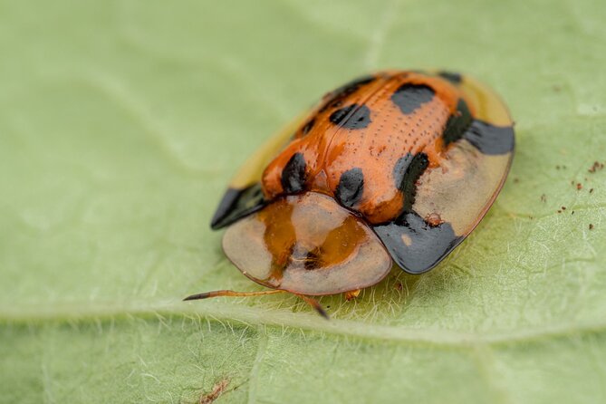 Night Walk in Cairns Botanic Gardens - Lets Go Buggin - Expert Guidance and Skills