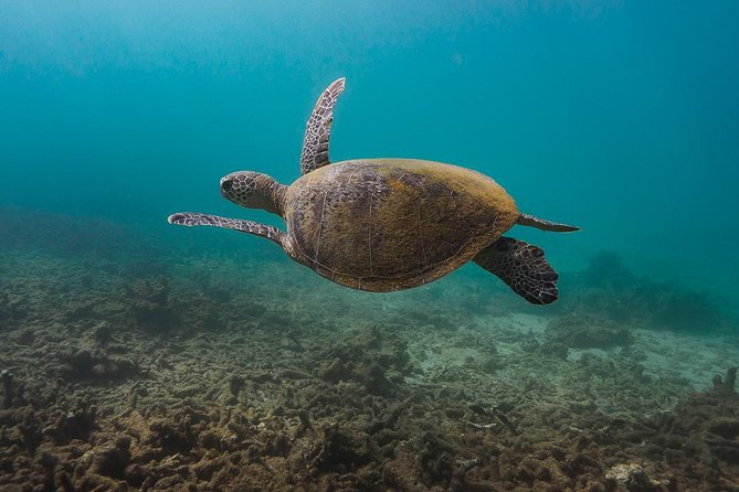 Ningaloo Reef Snorkel and Wildlife Adventure - Snorkeling Experience Highlights