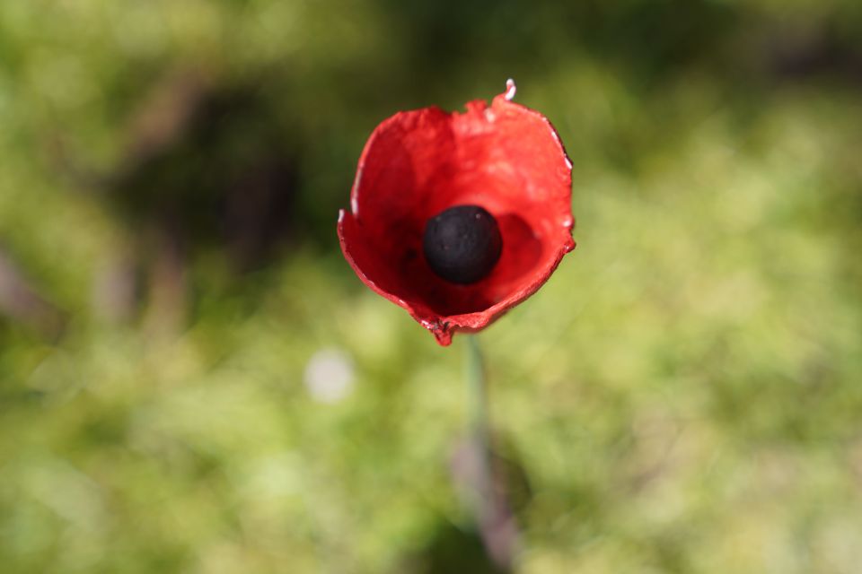 Normandy D-Day Beaches Private Canadian Sector From Caen - Historical Context