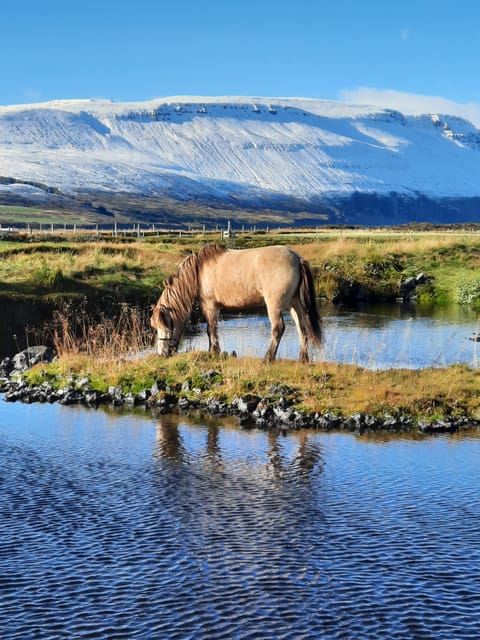 North Iceland: Horseback Riding Tour - Inclusions