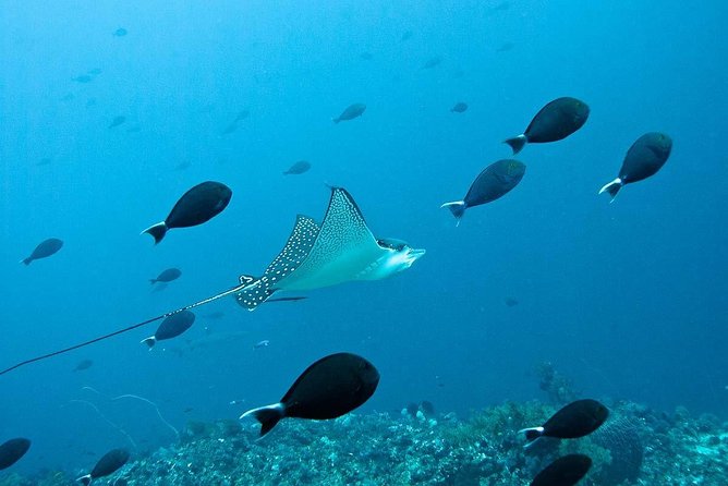 Nusa Penida Try Scuba Diving Program - for Non-Certified Divers - Exploring the Underwater Realm