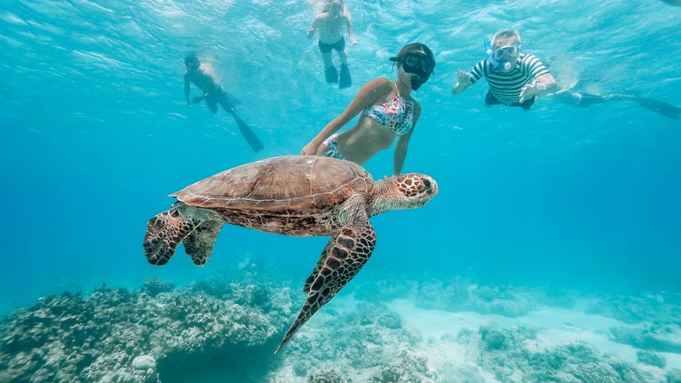 Oahu: Waikiki Turtle Snorkeling Adventure - Inclusions