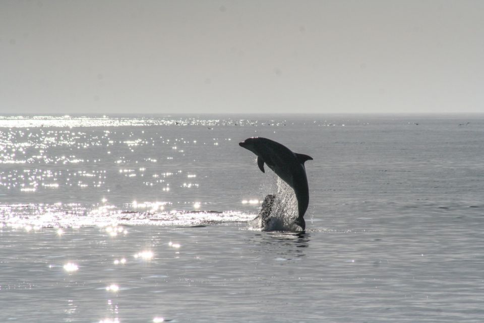 Olbia: Dolphin Watching & Snorkeling Boat Tour Near Figarolo - Boat and Equipment Details