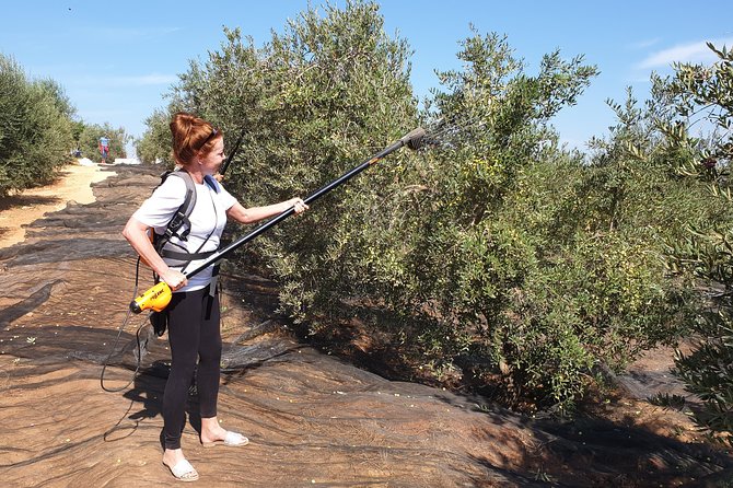 Olive Oil Farm Tour With Tasting From Seville - Olive Groves and History
