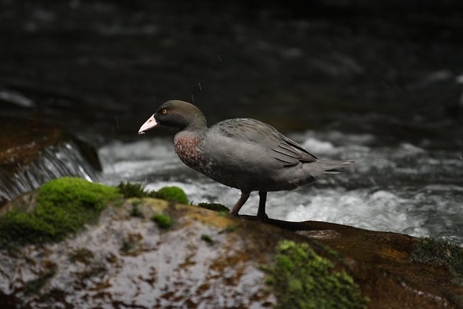 One Day Birding Adventure - Detailed Itinerary