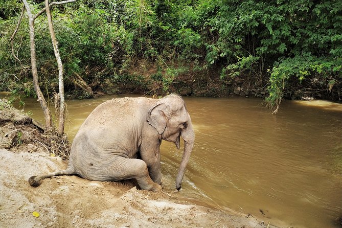 One Day Hiking and Elephant Experience by Chiang Mai Elephant Home - Participant Requirements