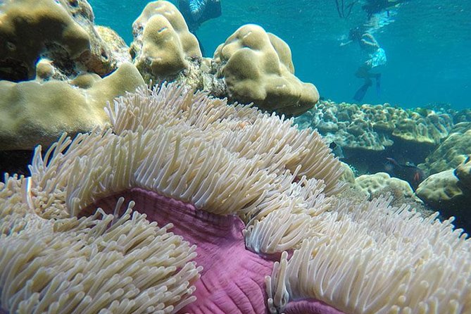One Day Tour to Koh Rok & Koh Haa by Tin Adventure Sea Tour From Koh Lanta - Booking Information