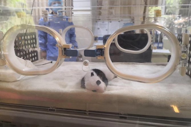 One Day Trip to Chengdu Panda Base and Leshan Buddha Tour - Tips for a Successful Tour