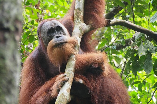 Orang Utan Island and Perak Tong Cave Temple Day Tour From Kuala Lumpur - Perak Tong Cave Temple