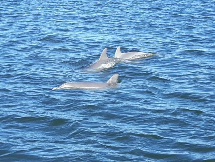 Orange Beach: Dolphin-Watching Sunset Catamaran Cruise - Included in the Cruise