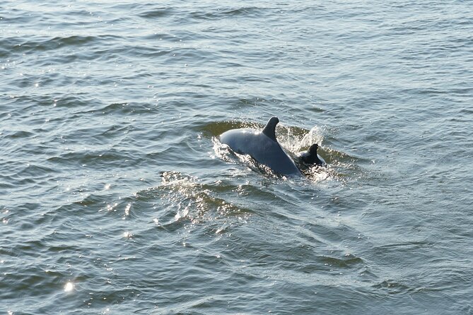 Orange Beach Sun and Sailing Cruise Aboard Catamaran - Booking Details