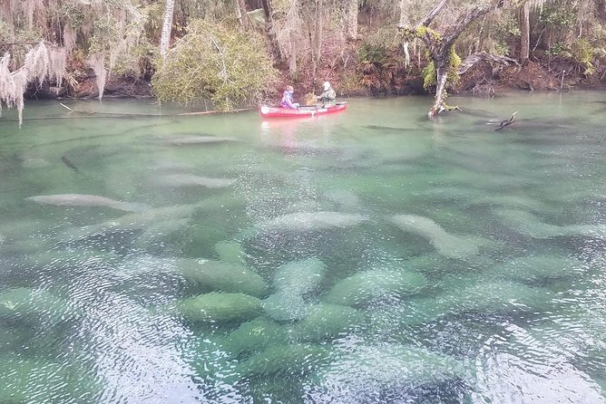 Orlando Manatee Encounters - Wildlife Encounter Details