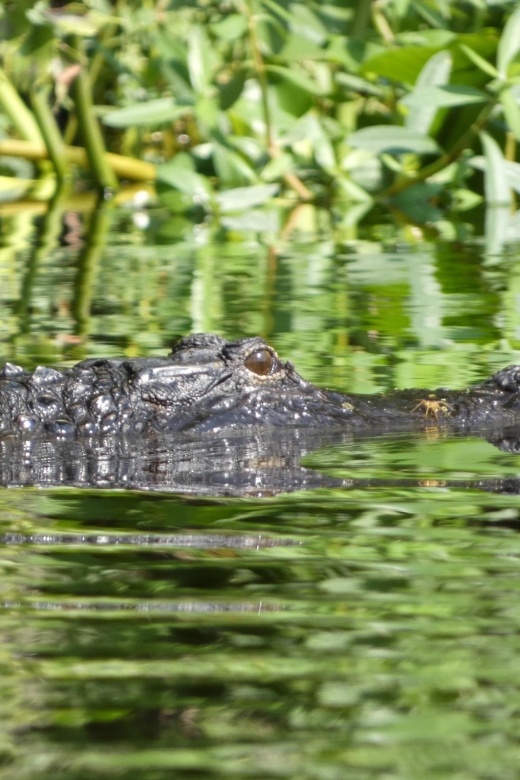 Orlando: Small Group Scenic Wekiva River Kayak Tour - Detailed Tour Itinerary