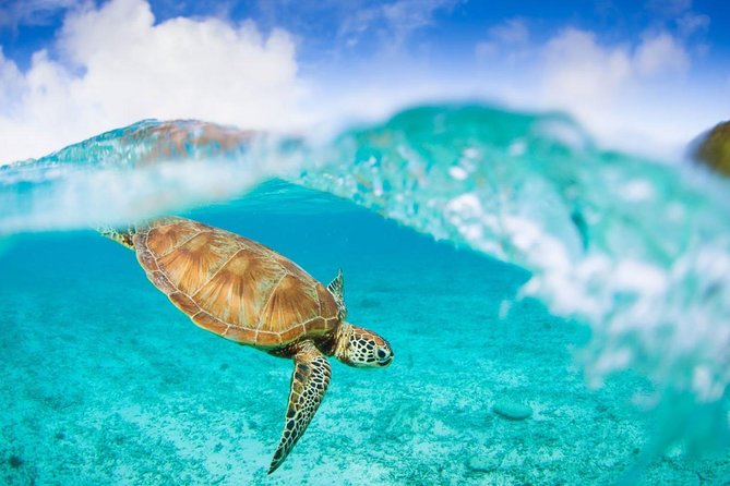 Oslob Whale Shark Snorkeling & Pescador & Sardine Run & Turtle - Sea Turtle Viewing