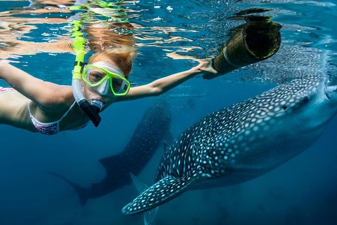 Oslob Whale Shark Swimming and Kawasan Falls Canyoneering - Reviews and Testimonials