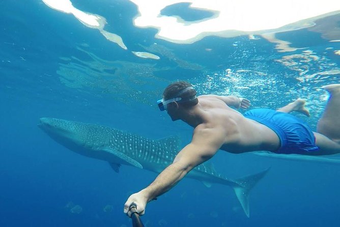 Oslob Whale Shark Watching - Additional Important Information