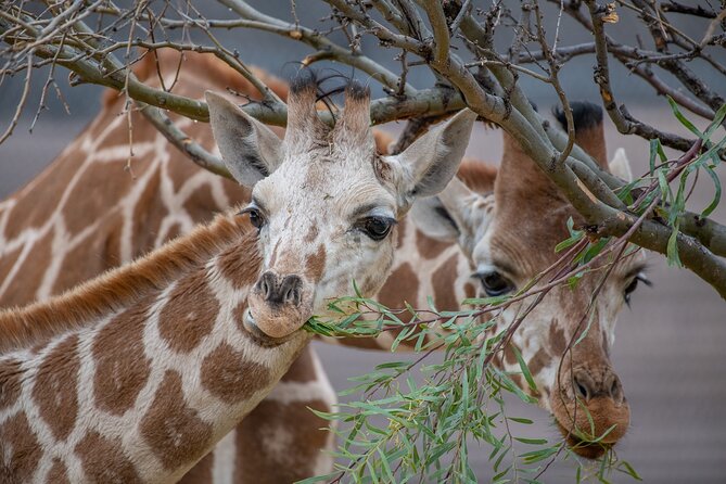 Out of Africa Wildlife Park Admission Ticket - Accessibility Features