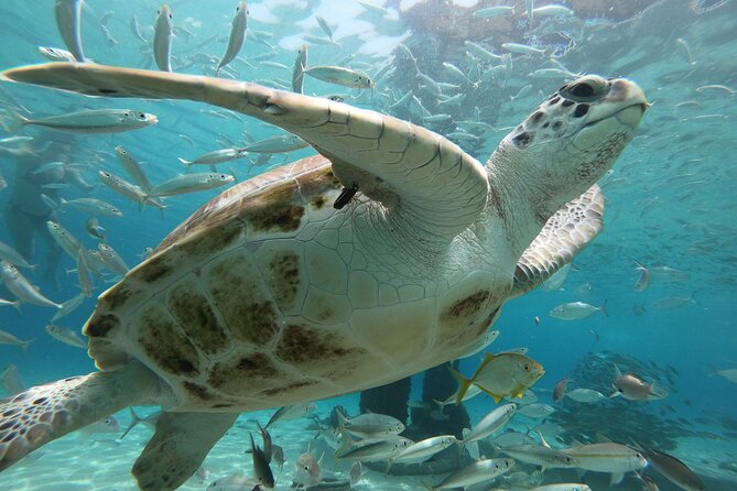 PADI Open Water Course - Health and Accessibility Considerations