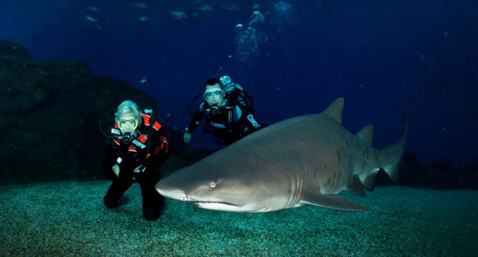 Palma De Mallorca: Shark Dive at Palma Aquarium - Diving Depth and Duration