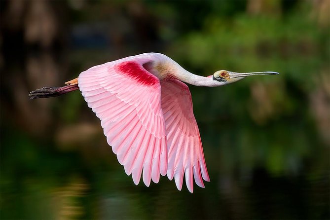 Palo Verde Boat Tour - Schedule and Availability
