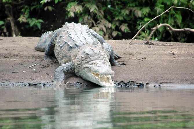 Palo Verde National Park River Jungle Safari - Dining Experience