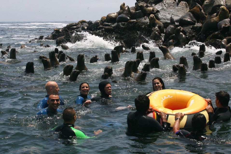 Palomino Islands Yacht Tour and Swim Alongside the Sea Lions - Inclusions of the Tour