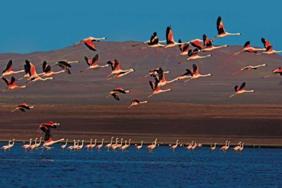 Paracas : Sunset Tour in the Paracas National Reserve - Itinerary Details