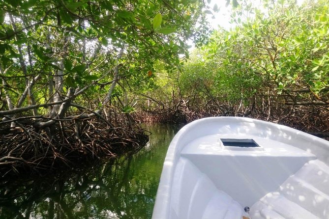 Paradise Island & Mangroves Tour - Customer Experiences