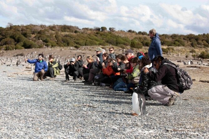 Penguin Colony in Ushuaia - Tour Reviews and Feedback