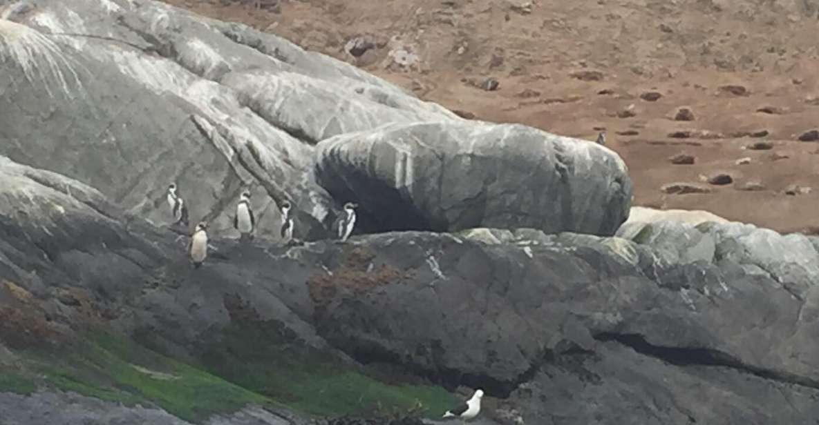 Penguins Watching Cachagua Island in Zapallar From Santiago - Wildlife Encounters