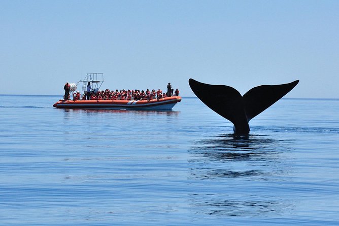 Peninsula Valdes Tour With Optional Whale Watching - Pickup and Meeting Details