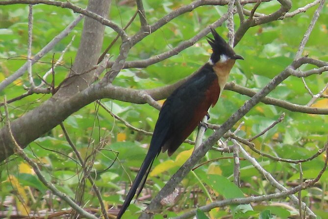 Phnom Penh Birding Experience and Brunch - Whats Included in the Tour