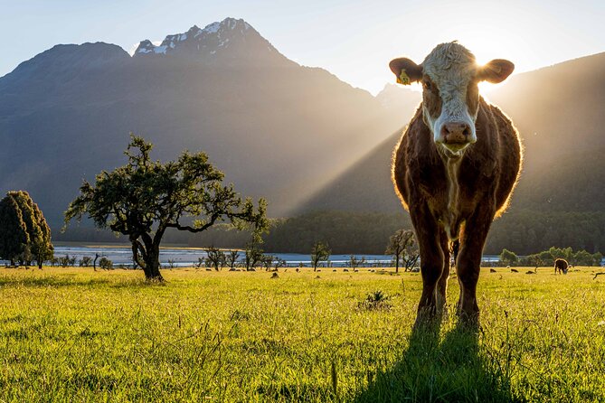 Photography Tour From Queenstown to Glenorchy - 1/2 Day - Inclusion of Equipment and Snacks