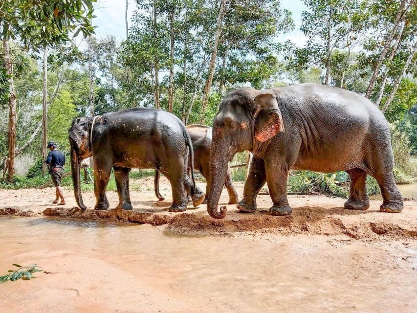 Phuket: Ethical Elephant Sanctuary Eco Guide Walk Tour - Whats Included in the Tour