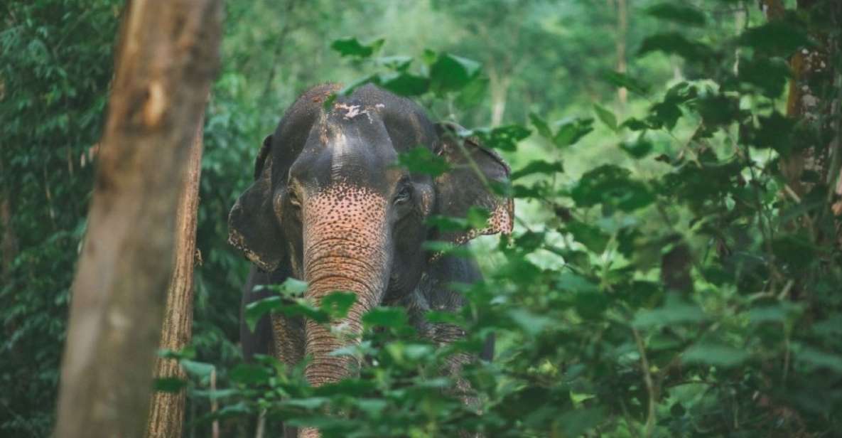 Phuket: Unique Dawn Ethical Elephant Sanctuary Experience - Sanctuary Experience Highlights