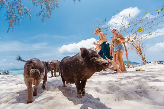 Pig Island Private Longtail Boat Trip From Koh Samui - Meeting and Pickup Information