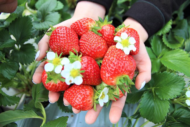 Pocheon Seasonal Fruit Picking & Exploration Day Tour (EG Tour) - Meeting Points and Accessibility
