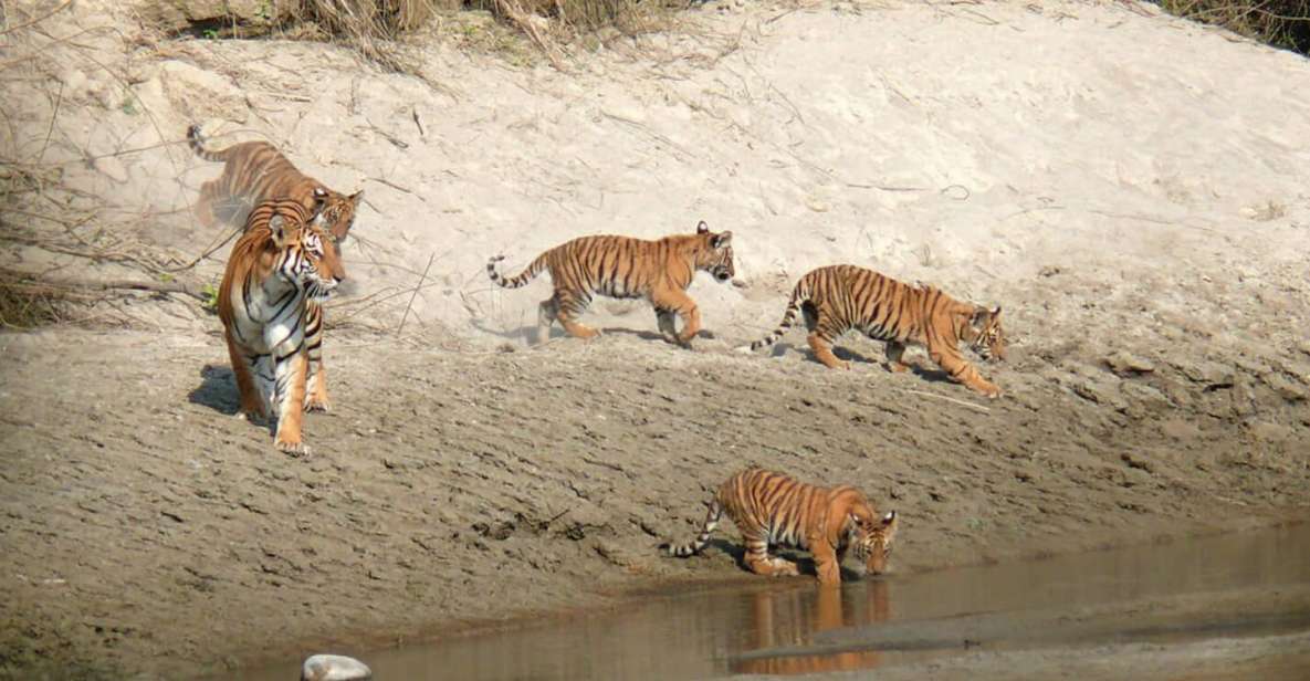 Pokhara: 1 Night 2 Day Chitwan Safari Tour - Detailed Itinerary