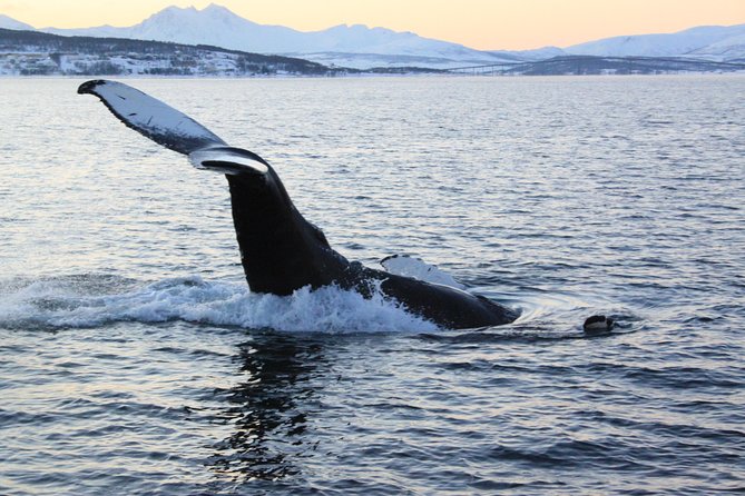 Polar Whale Safari From Tromsø - Meeting Point and Pickup