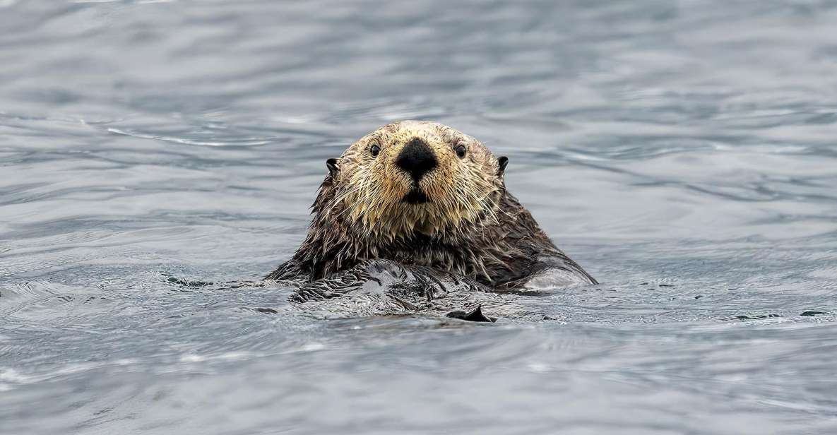 Port Hardy: Sea Otter and Whale Watching - Vessel and Comfort