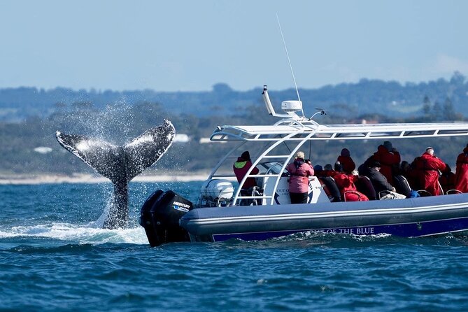 Premier Whale Watching Byron Bay - Tour Inclusions and Amenities