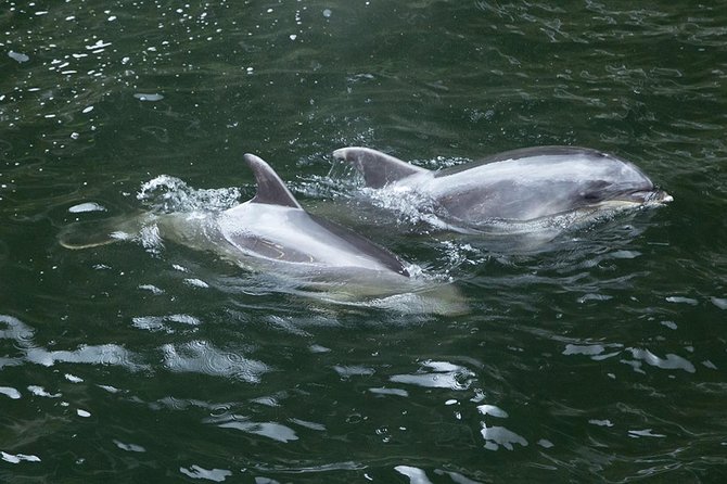 Premium Milford Sound Small Group Tour From Queenstown - Accessibility Requirements