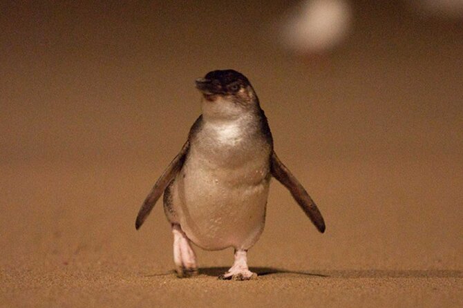 Premium Phillip Island Penguin Parade Tour With Koala Conservation Reserve - Guest Reviews and Feedback