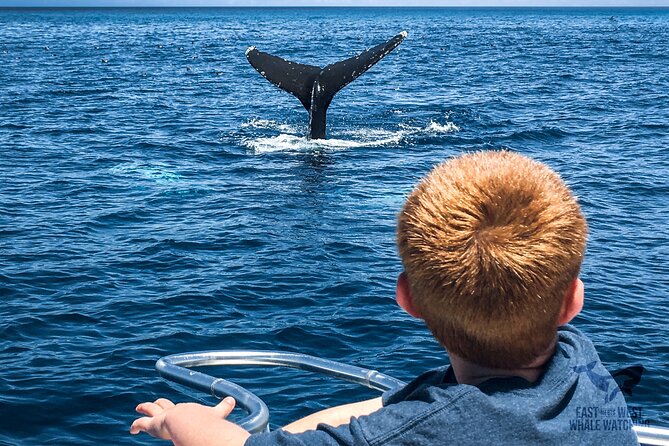Private 2hr Supreme Whale/Dolphin Watching Tour, Newport Beach CA - Tour Logistics