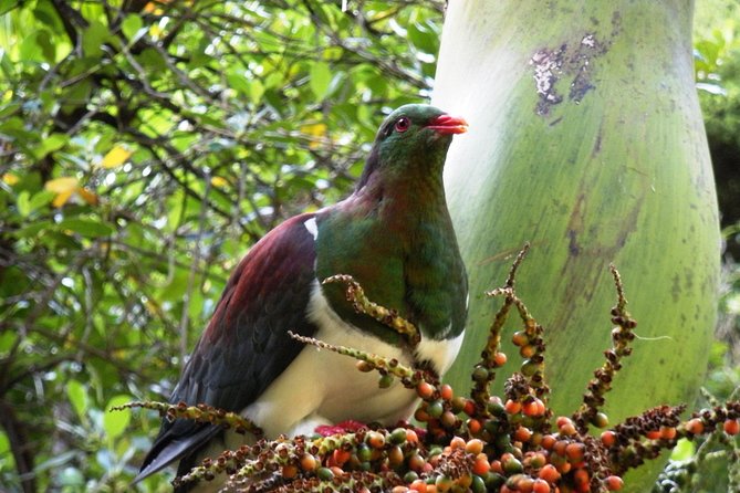 Private Auckland Wine & Dine Matakana Country & Cuisine - Itinerary Details